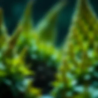 Magnificent The Carcinogenic Potential of Pesticides: An In-Depth Exploration
