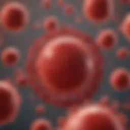 A schematic representation of red blood cell production in the bone marrow