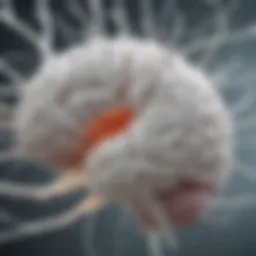 Illustration depicting the white matter of the brain affected by Alexander disease
