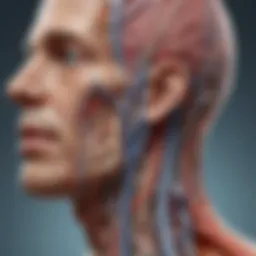 Anatomy of the phrenic nerve and its pathways