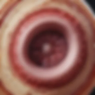Impact of Cyclosporine on Bone Marrow Function Illustration of bone marrow function affected by cyclosporine