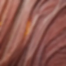 Muscle fibers under a microscope