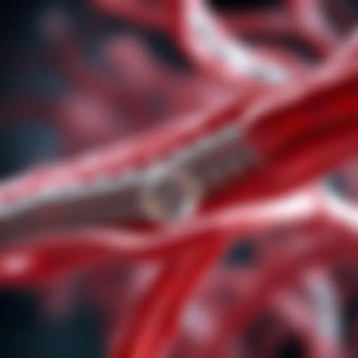 Diagram illustrating the role of dystrophin in muscle fibers