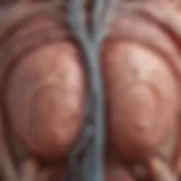 Illustration depicting nerve pathways and their role in erectile function.