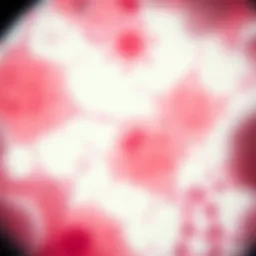 Bovine Mammary Epithelial Cells under microscopic observation