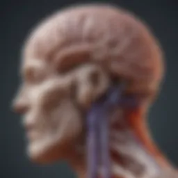 Schematic representation of the brain highlighting areas affected by seizures