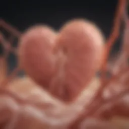 Illustration of cardiac muscle cells showing hypertrophy