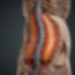 Illustration depicting the connection between the spine and the digestive system.