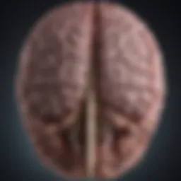 Visual representation of localized brain abnormalities in focal epilepsy