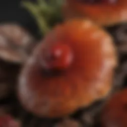 Close-up view of Ganoderma reishi mushroom showcasing its unique texture and color.