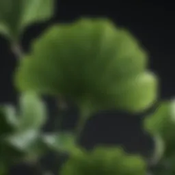 Ginkgo Biloba leaves showcasing their unique fan shape