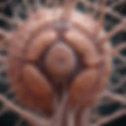 Illustration depicting the optic nerves