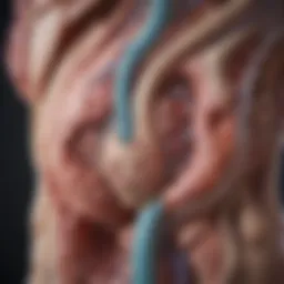 Illustration of retroperitoneal cancer location