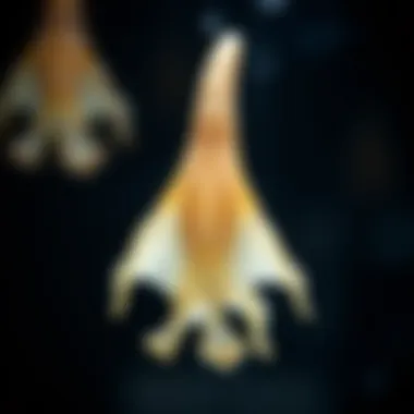 Cuttlebone Applications in Aquaculture and Pet Care Cuttlebone applications in aquaculture and pet care