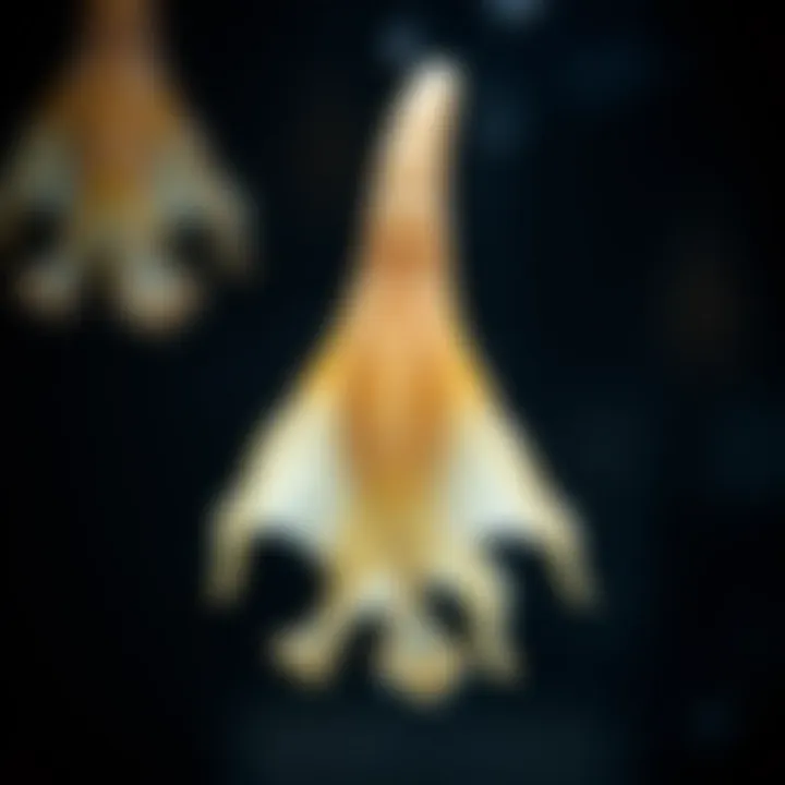 Cuttlebone Applications in Aquaculture and Pet Care Cuttlebone applications in aquaculture and pet care