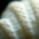 Intricate Texture of Cuttlebone Close-up view of cuttlebone showcasing its intricate texture