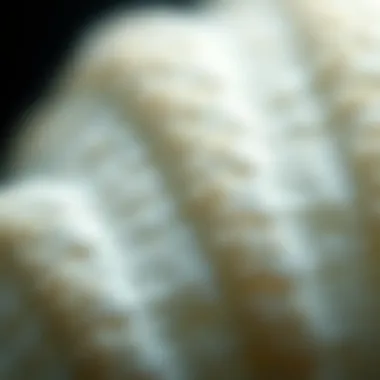 Intricate Texture of Cuttlebone Close-up view of cuttlebone showcasing its intricate texture