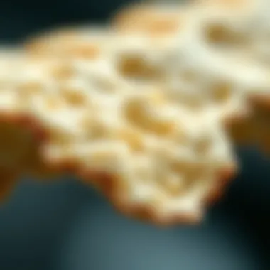 Innovative Materials from Cuttlebone Research Innovative materials derived from cuttlebone research