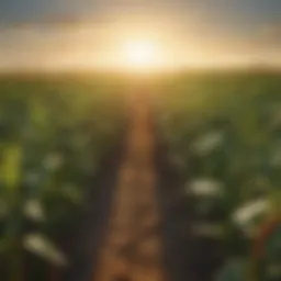 A vibrant field of genetically modified crops flourishing under the sun