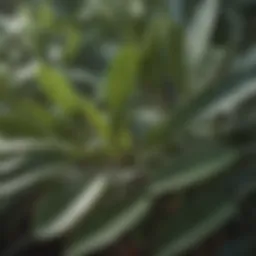 Fresh olive leaves showcasing their rich texture and hue