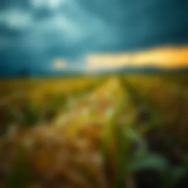 Impact of Weather on Agriculture Visualization of weather patterns affecting crop yield
