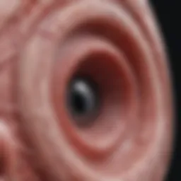 Illustration depicting the process of vascular dilation at the cellular level