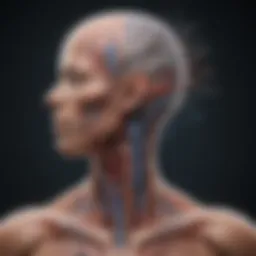 Diagram illustrating the vagus nerve's path and connections