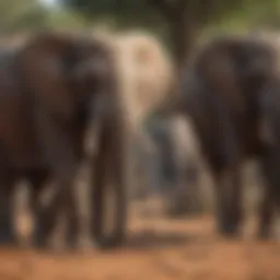Majestic African elephants in their natural habitat