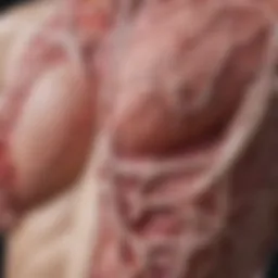 Anatomical diagram of fibroglandular tissue in breast anatomy