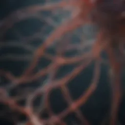 Neural pathways illustrating focus mechanisms