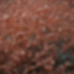 Microscopic view of Gardnerella vaginalis colonies