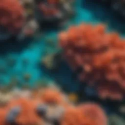 Aerial view of the Great Barrier Reef showcasing vibrant coral formations