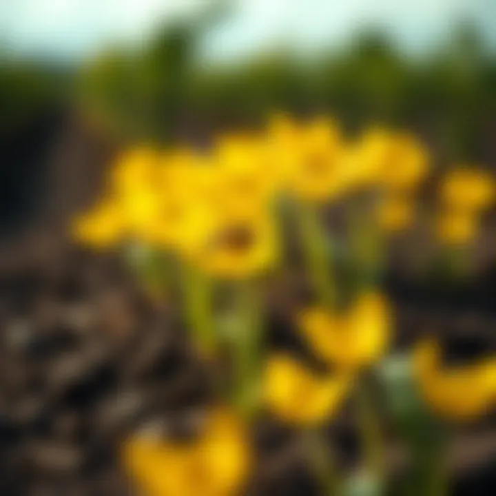 High Nitrate Fertilizer: Implications and Insights Summary High Nitrate Fertilizer: Implications and Insights Summary