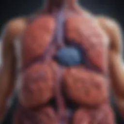 Illustration showing pancreas anatomy and function