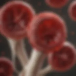 Illustration of erythropoiesis in the bone marrow