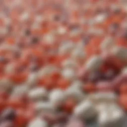 A vibrant assortment of lactobacillus-rich foods