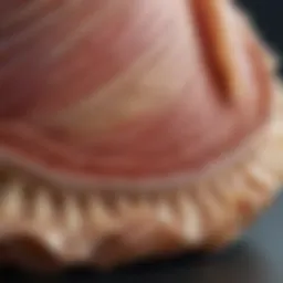 Detailed anatomical structure of mollusk skin showing layers and components