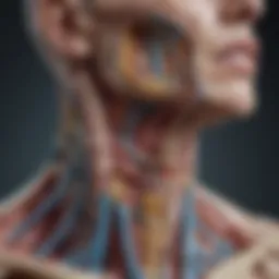 Detailed anatomical diagram of the neck with lymphatic structures highlighted