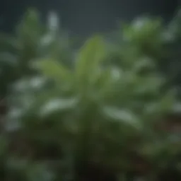 Illustration of natural herbs used in non-antibiotic treatments for BV