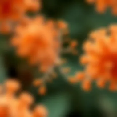 Mechanisms of Action of Probiotics K12 and M18 Visual showing the mechanisms of action of probiotics