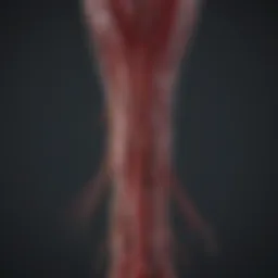 Visualization of spinal blood vessels during angiography procedure