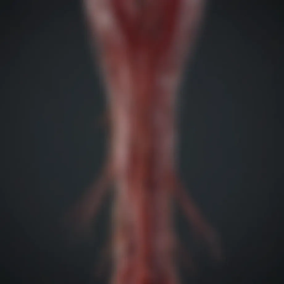 Visualization of spinal blood vessels during angiography procedure