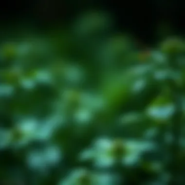 Notable The Carcinogenic Potential of Pesticides: An In-Depth Exploration