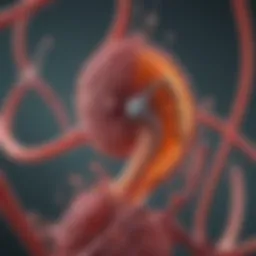 A diagram illustrating the relationship between kidney function and infection susceptibility.