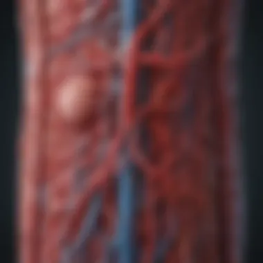 Illustration depicting the vascular system linking PAD and hypertension