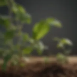 Detailed illustration of soybean plant highlighting key components