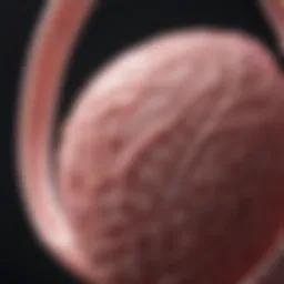 The Role of the SMN1 Gene in Pregnancy: Implications and Insights Introduction