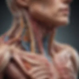 Anatomical illustration of the trachea highlighting its structure and surrounding organs.