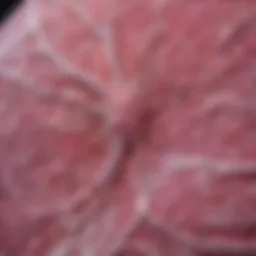 Histological slide showcasing tubulolobular breast cancer architecture