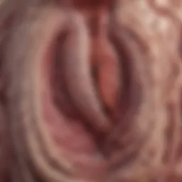 Detailed diagram of the intestinal mucosa affected by autoimmune colitis